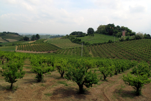 Foto di Marco Nerieri, archivio Agenzia di informazione e comunicazione Regione Emilia-Romagna