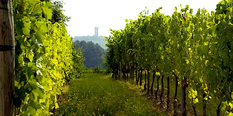 Montecarlo in Toscana è un piccolo borgo tra la Valdinievole e la Piana di Lucca dove gustare ottimo vino DOC