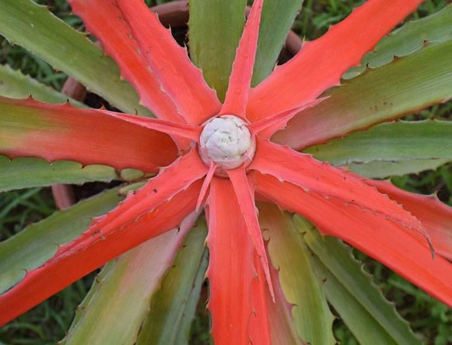 Bromelia