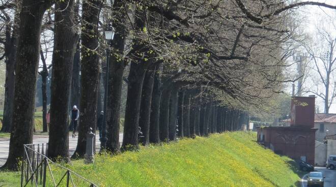 fascia di biodiversità sugli spalti delle Mura di Lucca