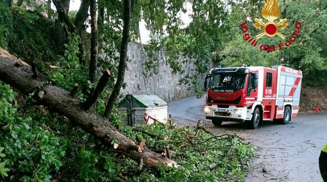 albero caduto vigili del fuoco