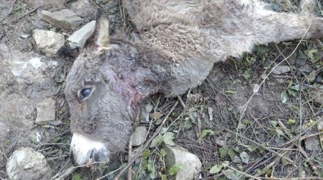 asinello, lupi, sbranato