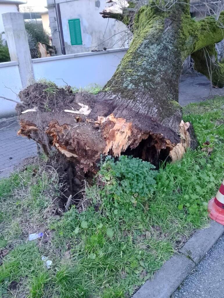 albero sradicato altopascio