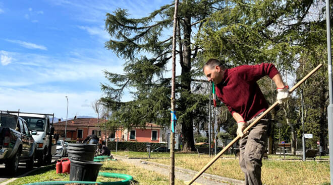 Consorzio di Bonifica Toscana Nord, alberi, piantumazione, pianta