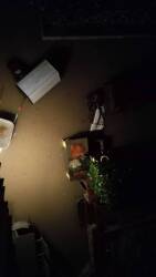 allagamenti, Capannori,