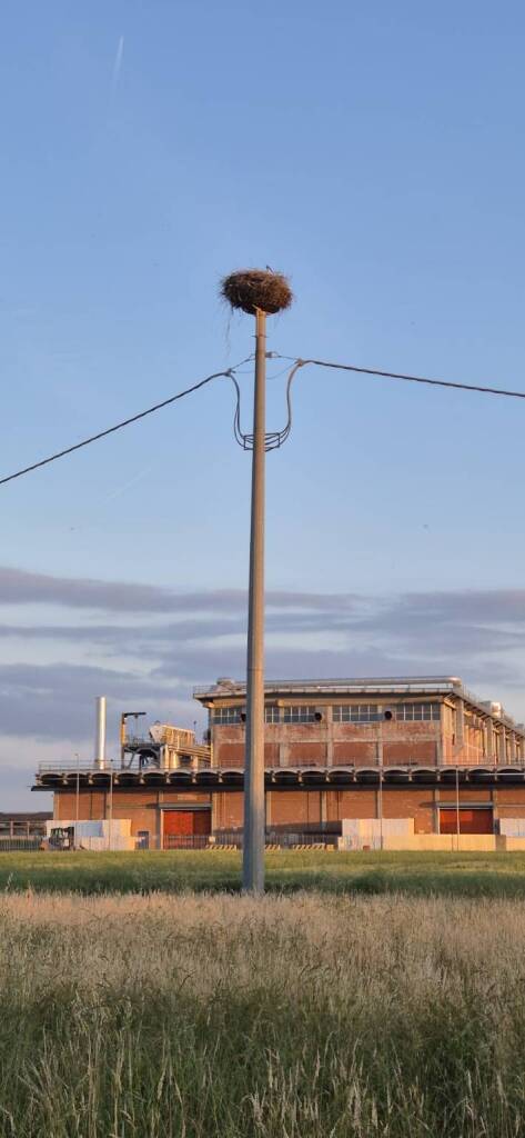 cicogne, nido, pulcino, morto,