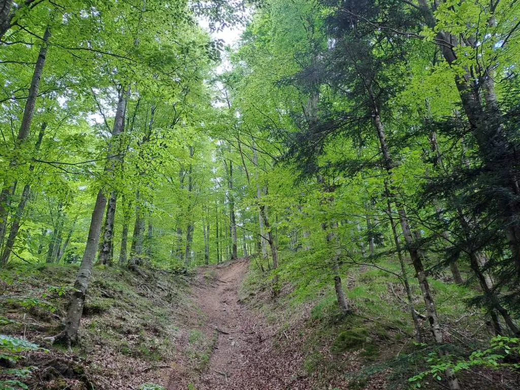 In Pizzorna la seduta dimostrativa di terapia forestale: al via il progetto ‘Agri-Care’