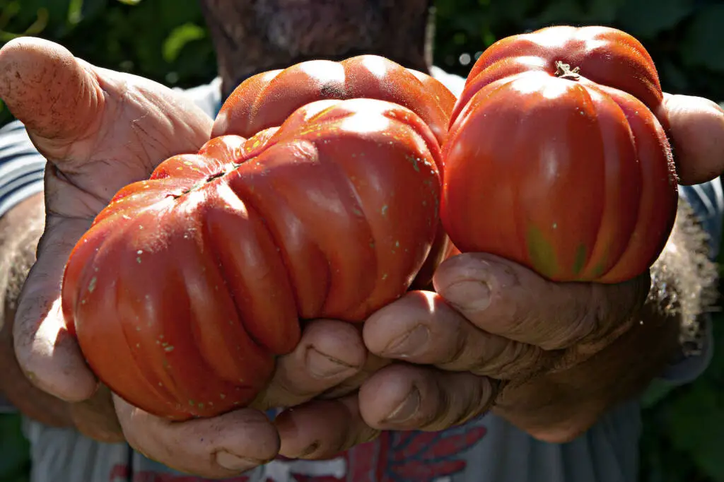 Slow Food, tornano i dieci giorni dedicati al pomodoro canestrino