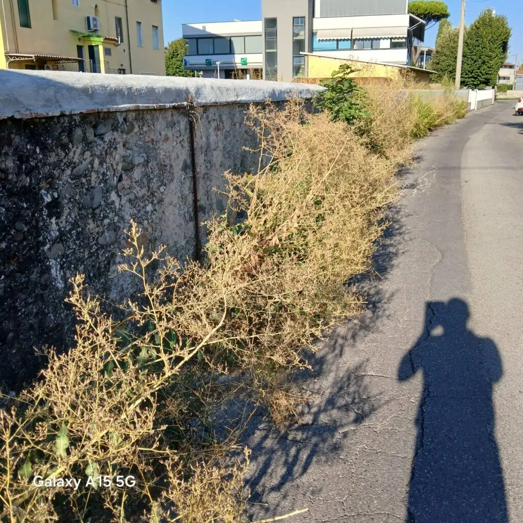 Zappia (Capannori Cambia): “Via dell’Isola è il simbolo tangibile di un problema che affligge l’intero territorio”