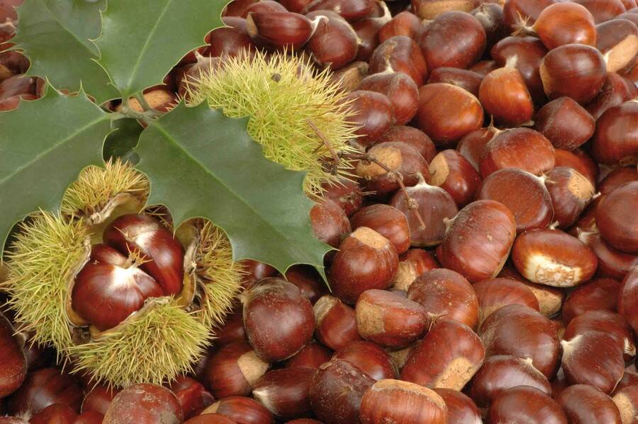 I tesori del bosco protagonisti a Boveglio il 16 novembre