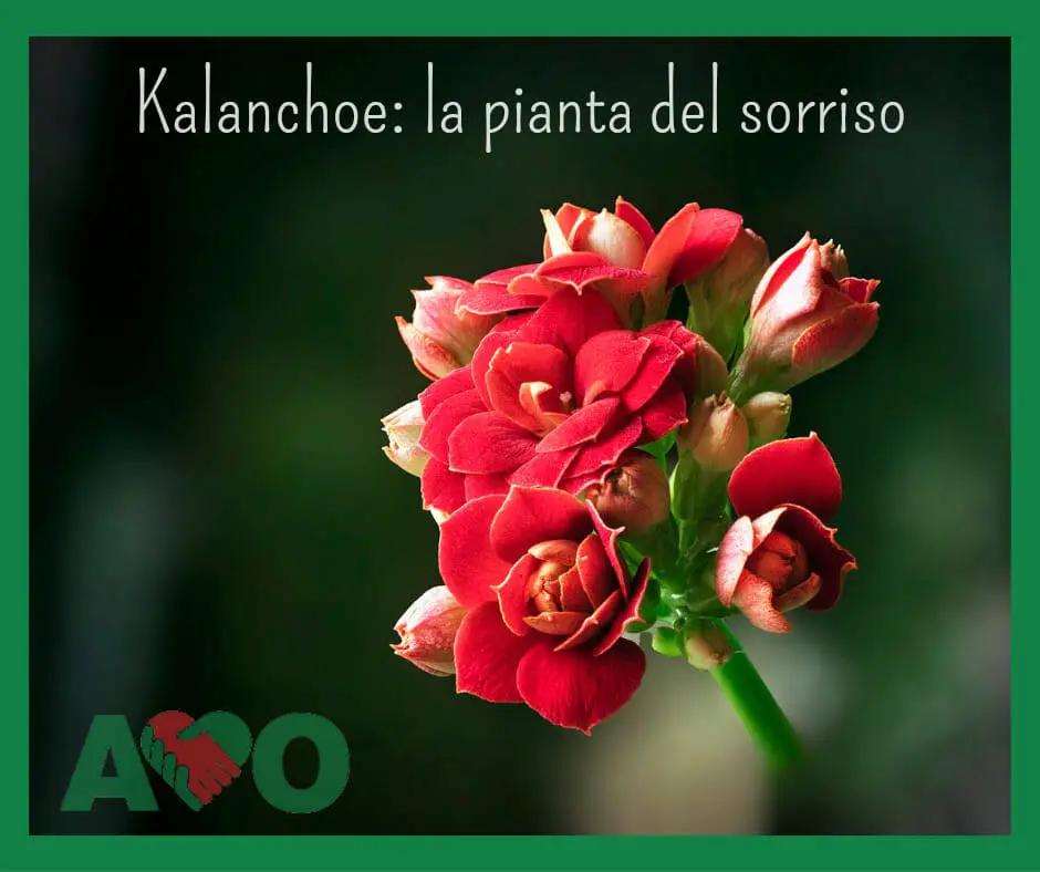 Piantine di kalanchoe per finanziare l’attività di Avo: tre appuntamenti in provincia di Lucca