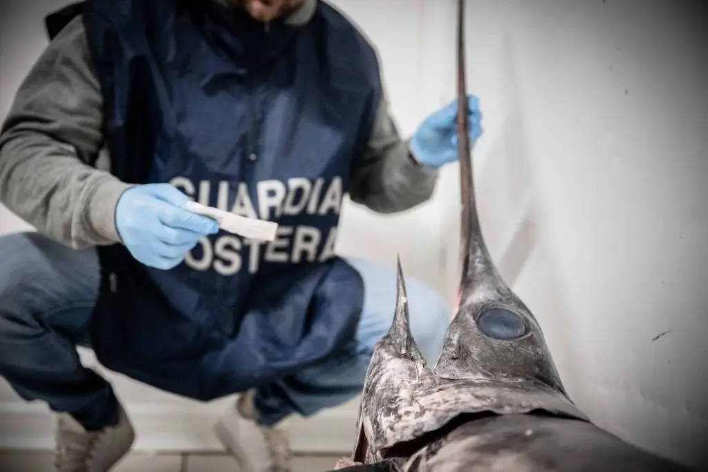 Pesce scaduto da oltre sei mesi in un deposito di Altopascio: scatta il maxisequestro