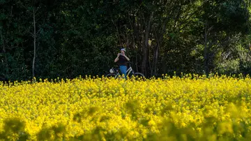 Fiori gialli nei campi, uno spettacolo primaverile: cosa sono, i benefici e perché vengono coltivati