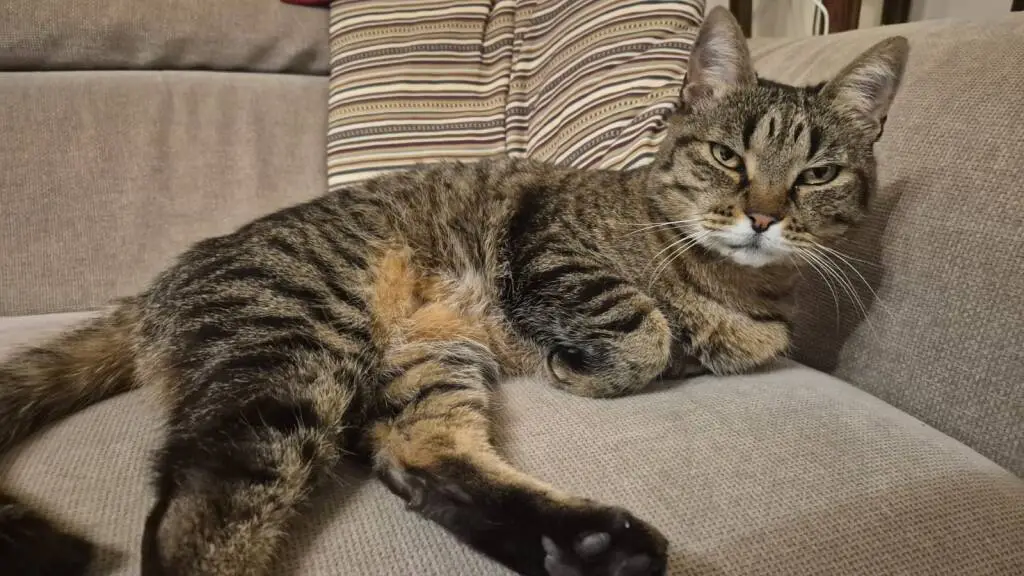 Cercasi Pasubio, gatto adulto scomparso a San Giuseppe di Montecarlo dopo un trasloco