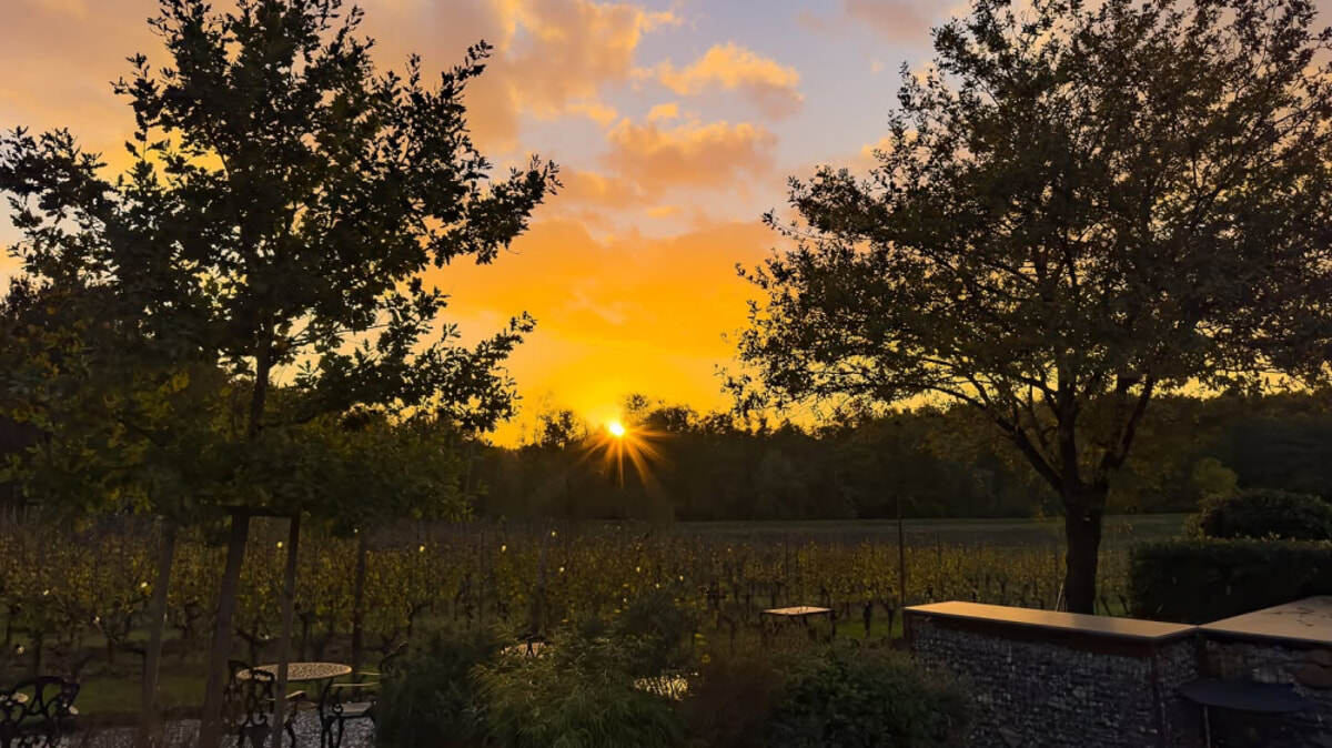 Le vigne di Fattoria Sardi vicino Lucca