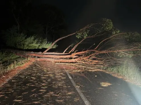 Il maltempo si abbatte duramente sulla Piana: lavoro straordinario per la protezione civile tra alberi abbattuti e blackout