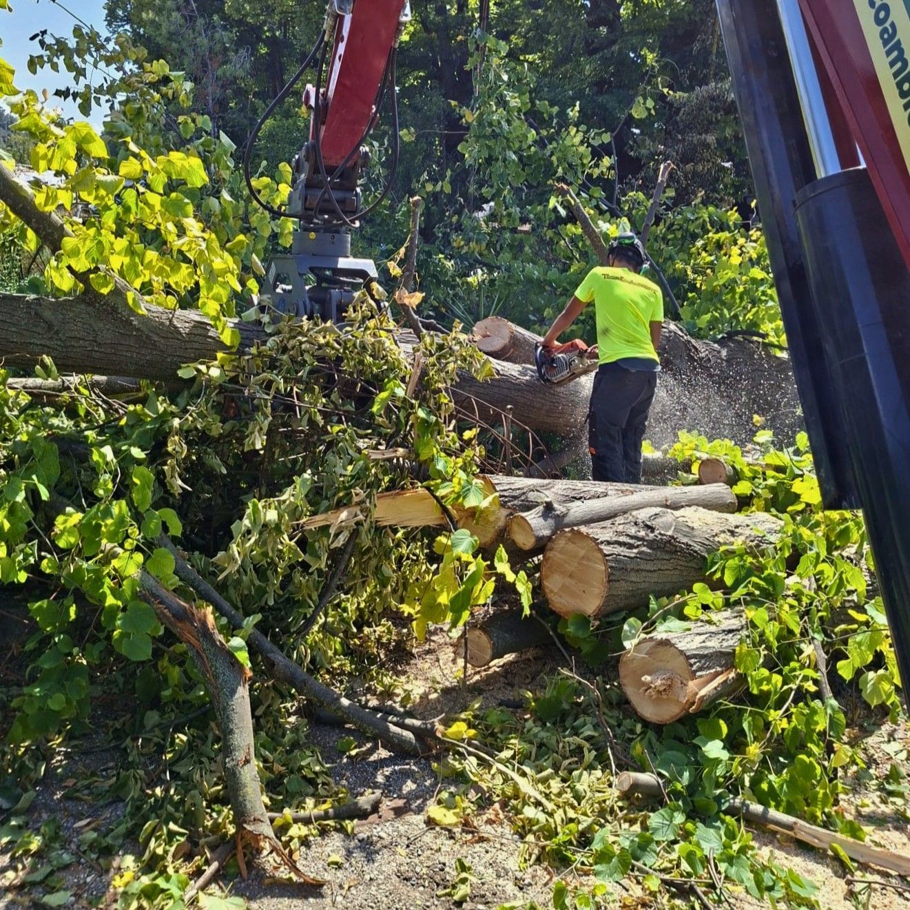 Alberi e danni del maltempo a Pietrasanta dopo il downburst