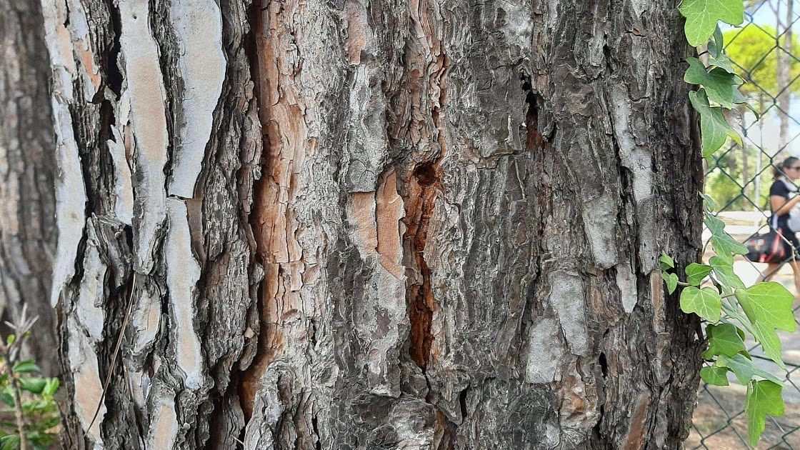 Pini del litorale pisano minacciati dalla cocciniglia, Coltano e San Rossore