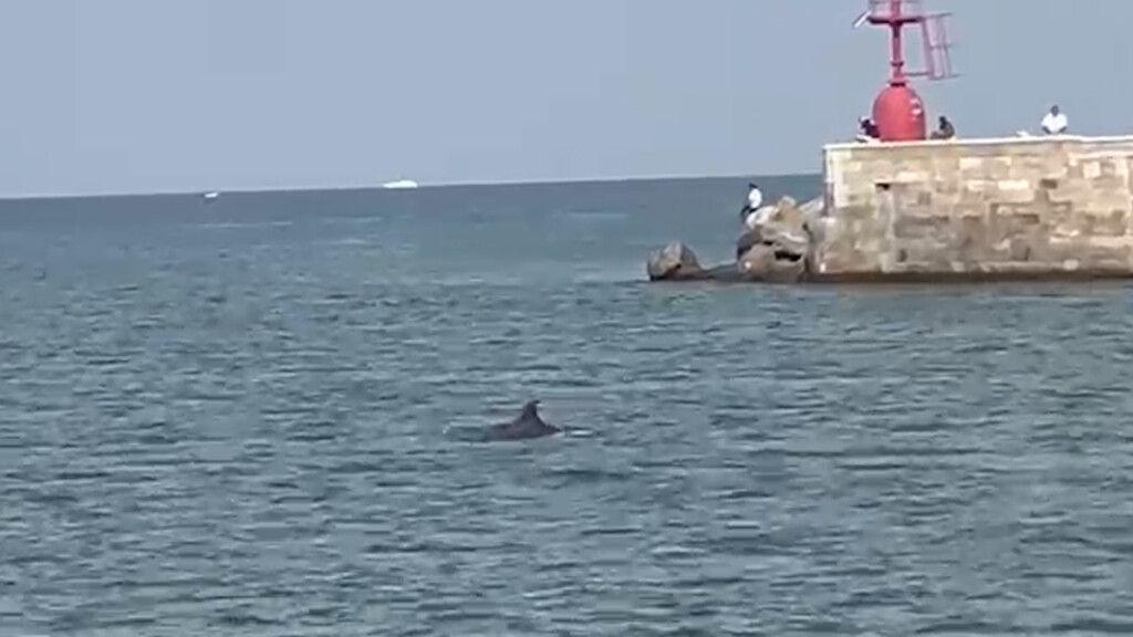 Delfino tursiope nel porto di Viareggio, avvistato dal biologo Silvio Nuti