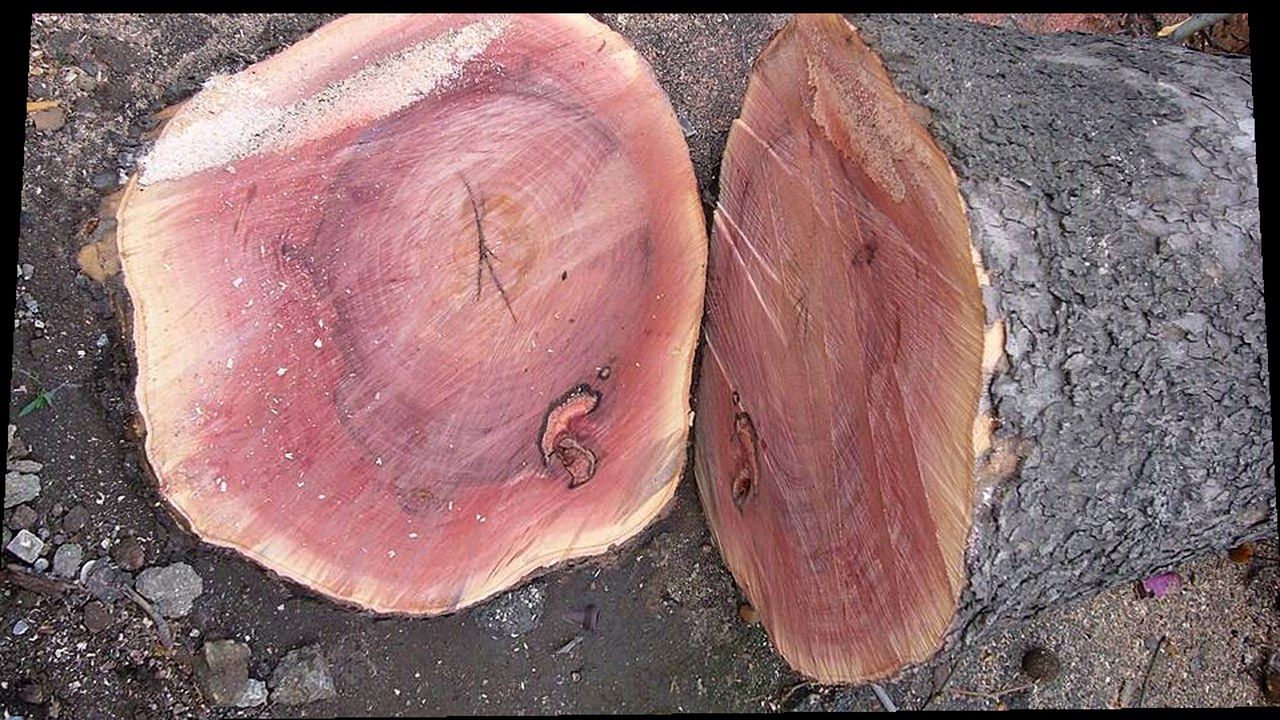 Sezione di tronco abbattuto a Lucca: legno rosato e segatura a terra dopo l’intervento su piante malate