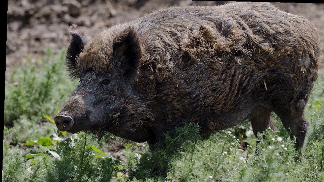Cinghiale in ambiente naturale, immagine di contesto sull’emergenza peste suina africana a Lucca
