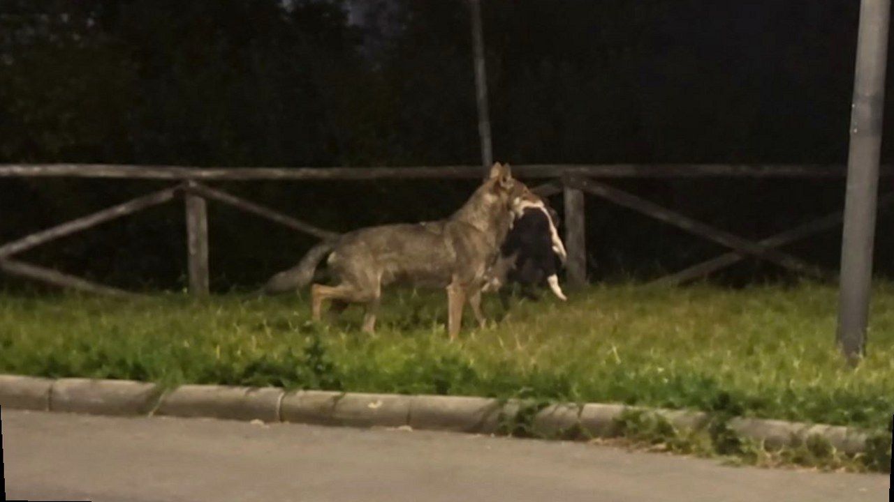 Vicopisano, San Giovanni alla Vena: lupo in area urbana con preda — stessa scena, nuova angolazione geometrica (nessun volto alterato)