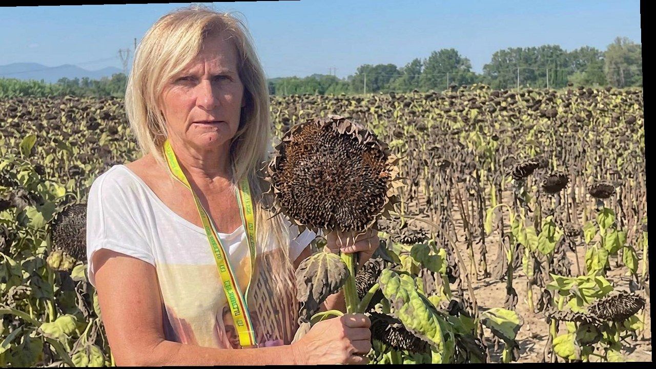 Campo di girasoli in Valdinievole — stessa scena, nuova angolazione (nessun volto alterato)