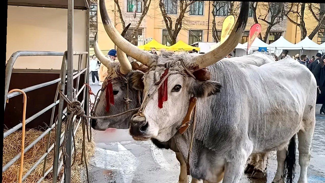 Pietrasanta, toro bianco in fattoria — stessa scena dalla fonte, nuova angolazione e inquadratura