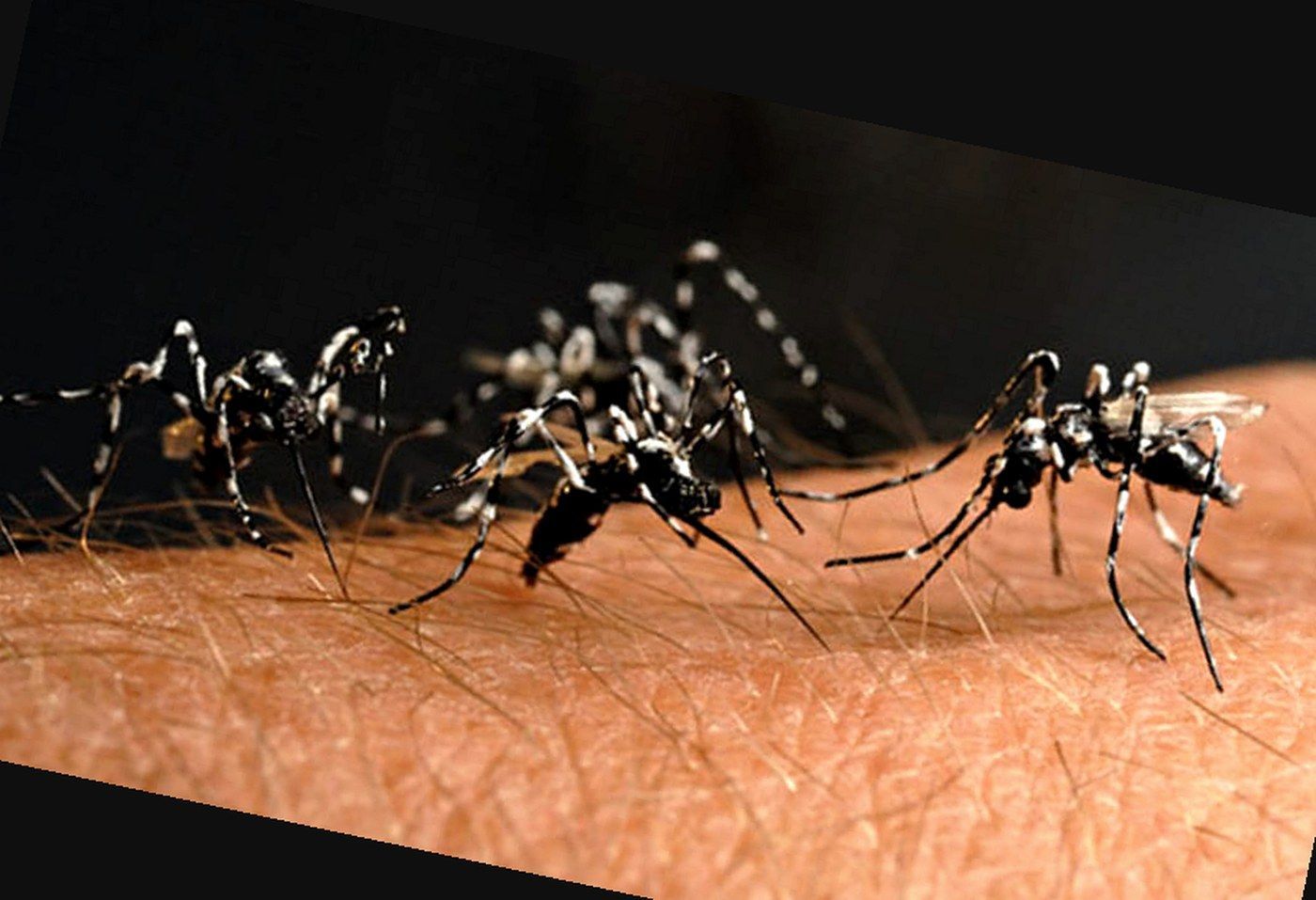 Zanzara tigre: a Pisa scatta la disinfestazione dopo un caso di Dengue (San Piero a Grado)