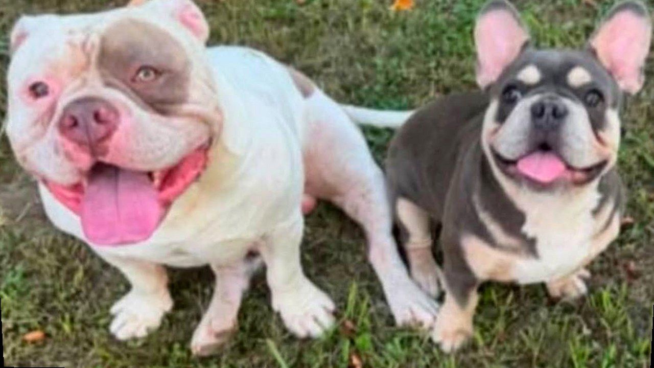 Vecchiano, i due cani scomparsi di Barbara Lunardini seduti sul prato: uno bianco e uno più piccolo grigio