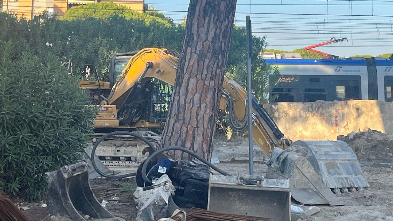 Viareggio, un pino nel cantiere del sottopasso di via San Francesco tra ferri, mezzi e attrezzature