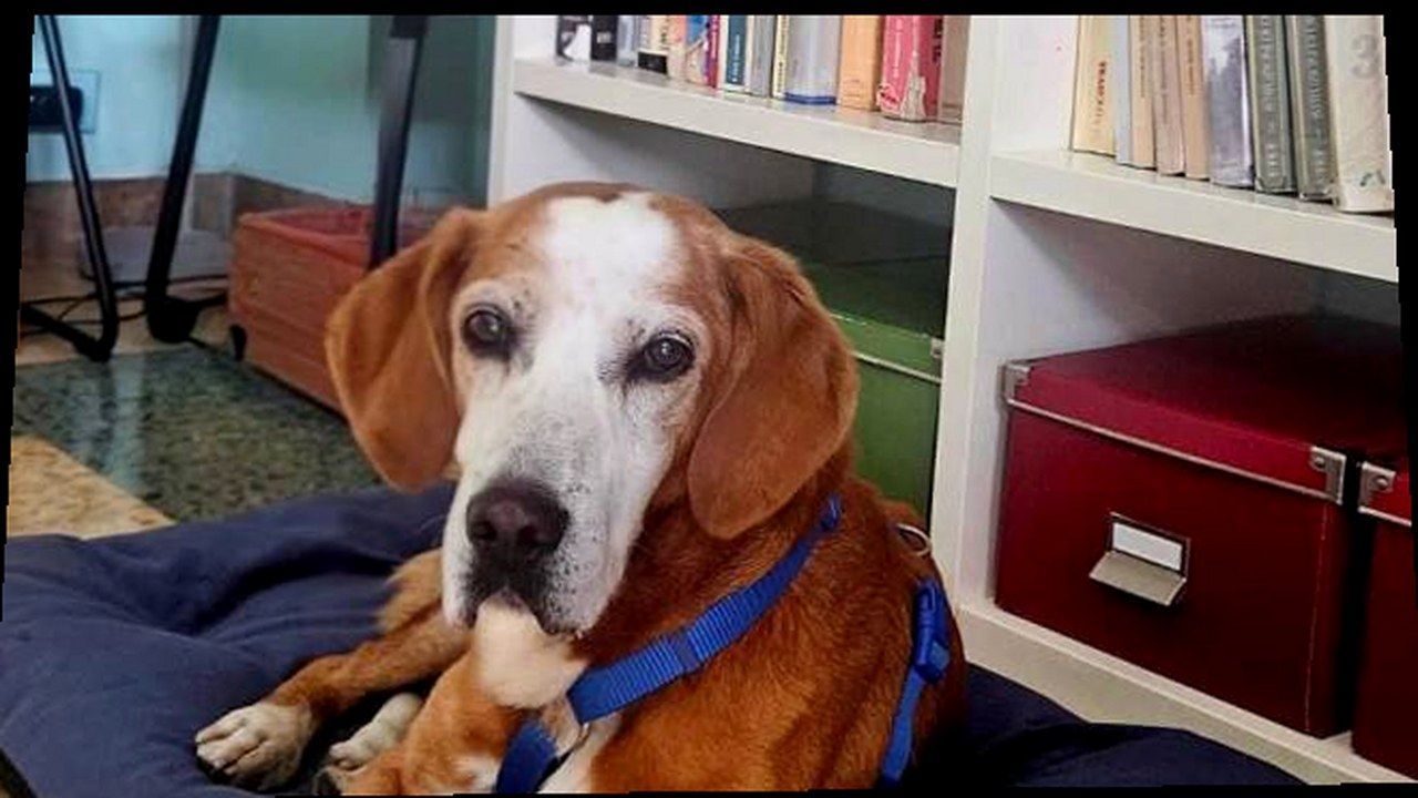 Toby e Tina dopo il salvataggio LAV a Lucca