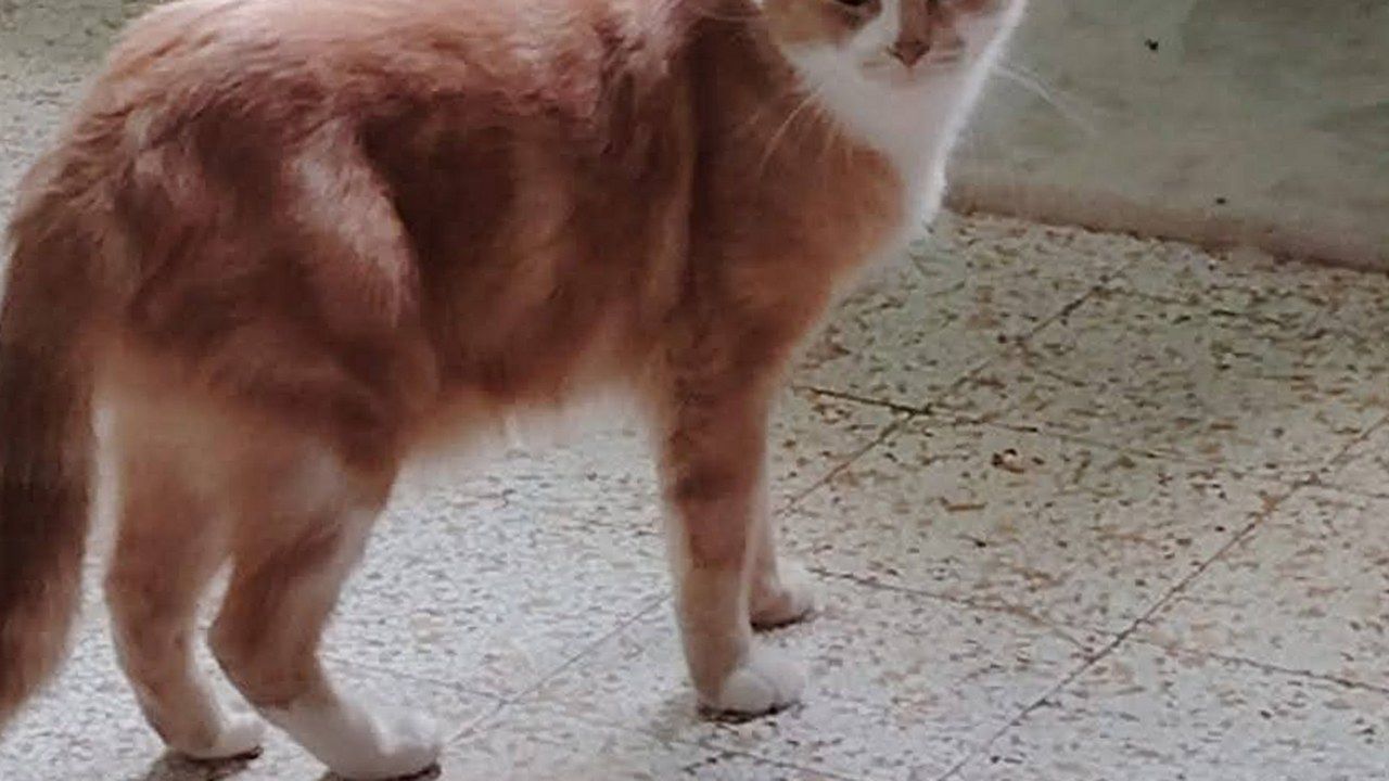 Il gatto rosso e bianco scomparso a Castelvecchio di Compito, nella foto diffusa con l'appello della famiglia