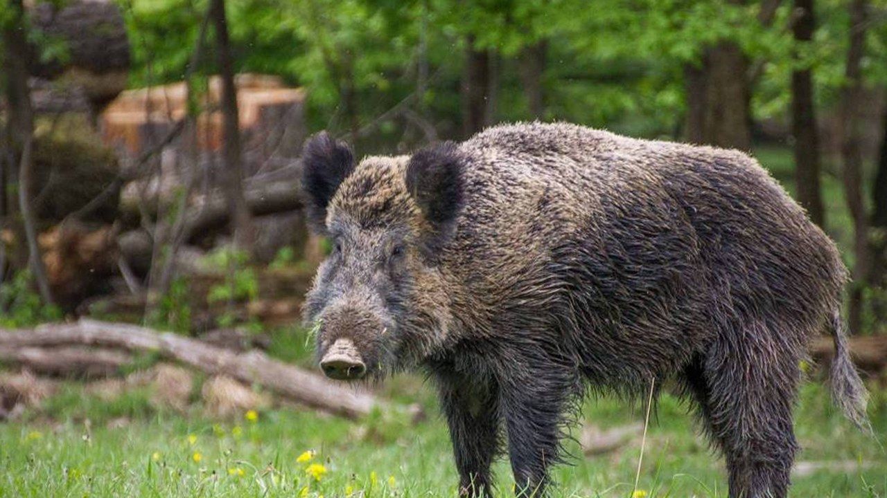 Un cinghiale ai margini del bosco: a San Ginese di Compito, nel comune di Capannori, i residenti denunciano la fauna selvatica fin dentro i cortili