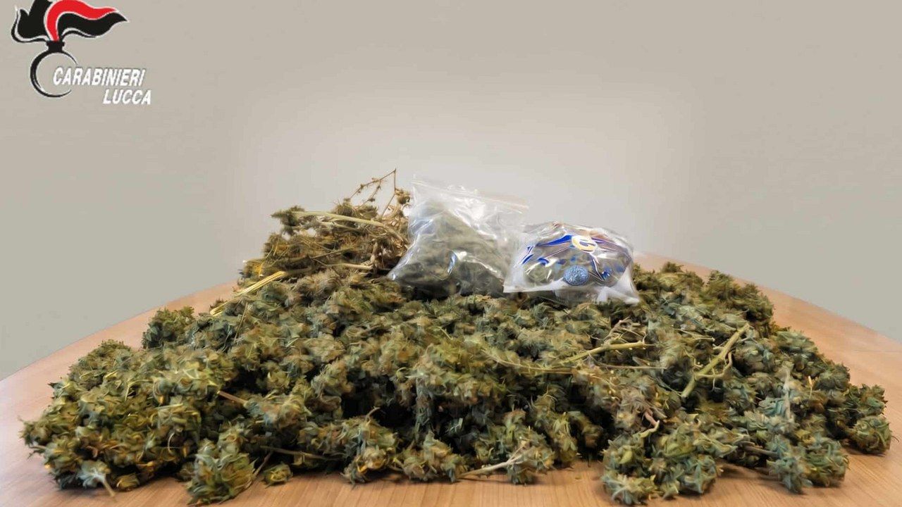 Marijuana sequestrata dai carabinieri della Compagnia di Viareggio a Lido di Camaiore