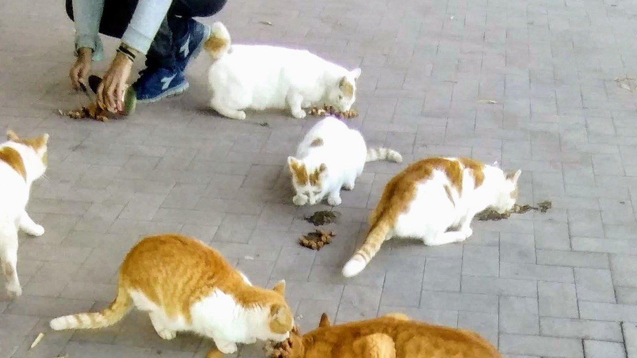 Gatti di una colonia felina mentre mangiano (immagine di repertorio)