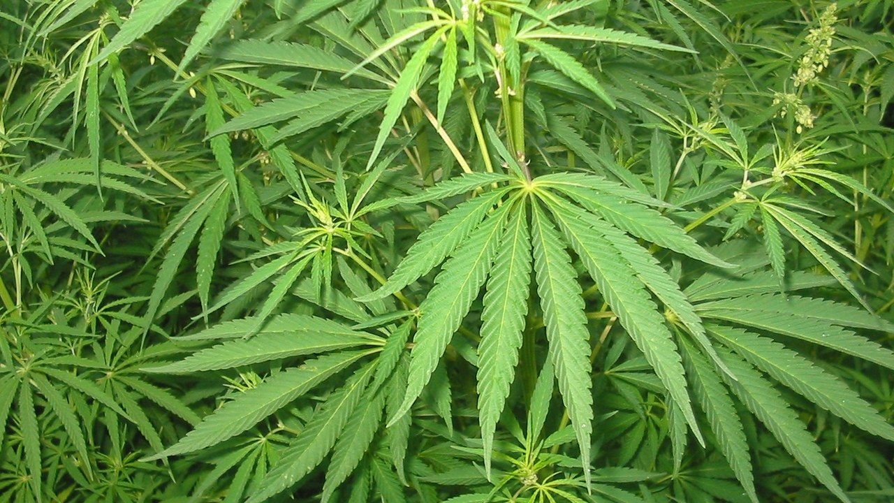 Piante di cannabis in fase di crescita, Lido di Camaiore