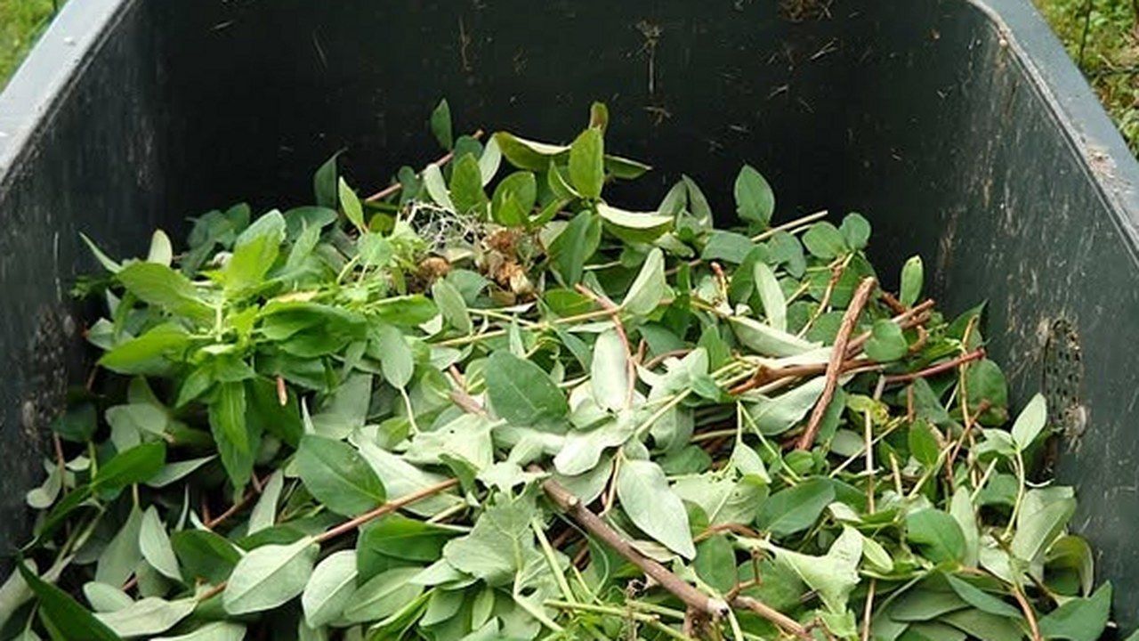 Un bidone carrellato pieno di sfalci e potature, il verde di cui a Massarosa si sospende il ritiro a domicilio