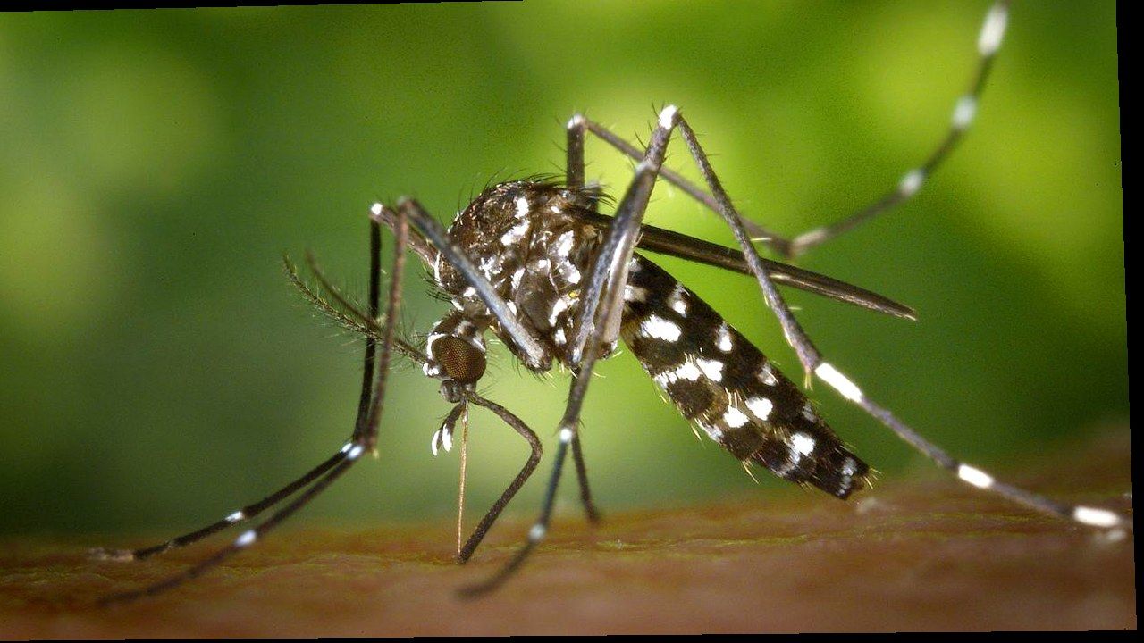Zanzara tigre (Aedes albopictus) in primo piano, foto di repertorio — stessa immagine