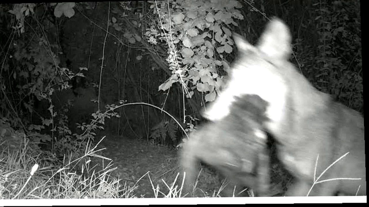Lupo ripreso di notte dalle telecamere a Vallecchia di Pietrasanta mentre trasporta un animale tra le fauci